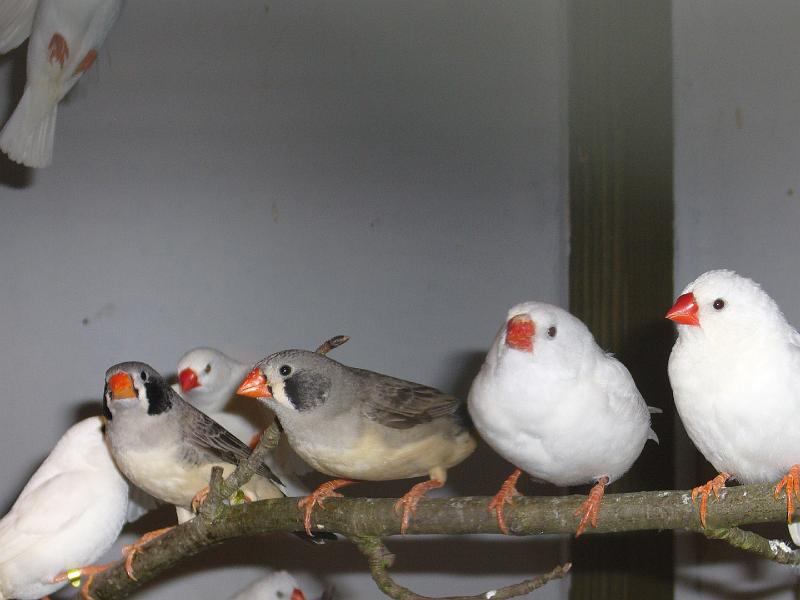 Mastholte 2008 161.jpg - Jugendbetreuung während der Rassegeflügelschau Mastholte 2008  Schätzspiel "wie viele Zebrafinken sind in der Vogelvoliere?"